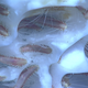 An aggregation of methane ice worms seen on a methane hydrate in the Gulf of Mexico. Image: NOAA